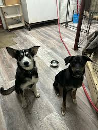 Boost Your Puppy’s Social Skills with Valplekar Puppy Play Development